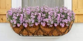 Pink Creeping Phlox by Goldiphlox™ - Phlox Subulata Moss Phlox Plant - 1 gallon pot