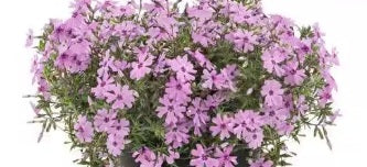 Pink Creeping Phlox by Goldiphlox™ - Phlox Subulata Moss Phlox Plant - 1 gallon pot
