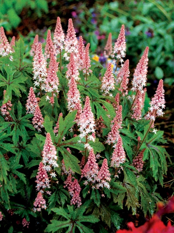 Pink Skyrocket Foamflower Tiarella Plant - 1 quart pot