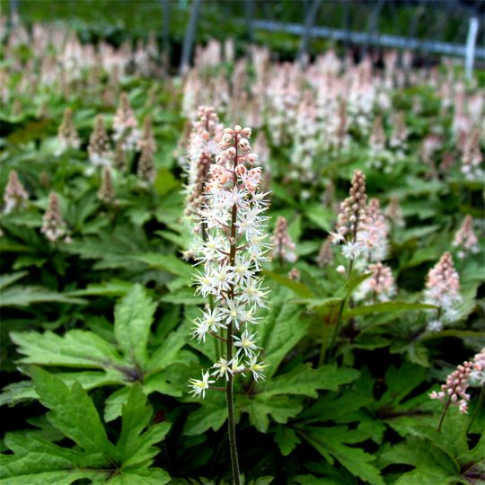 Pink Skyrocket Foamflower Tiarella Plant - 1 quart pot