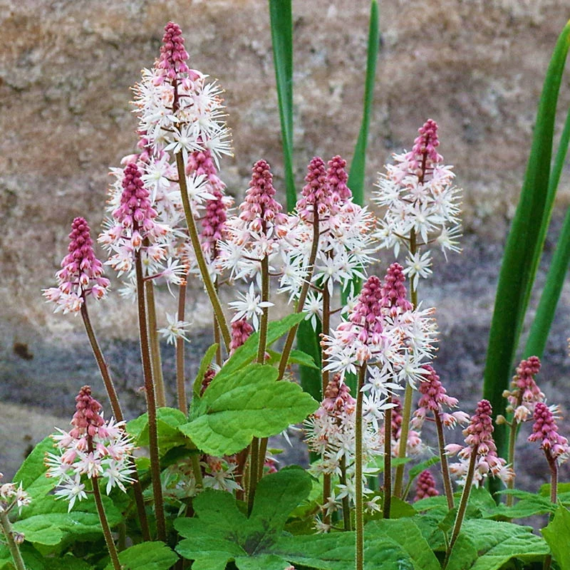 Pink Skyrocket Foamflower Tiarella Plant - 1 quart pot