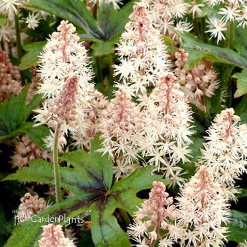 Pink Skyrocket Foamflower Tiarella Plant - 1 quart pot