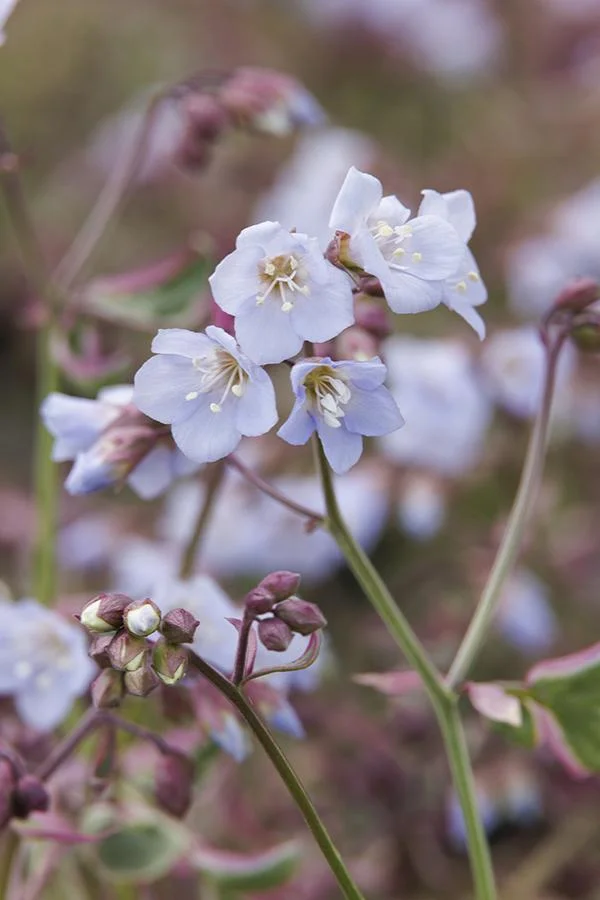 Stairway to Heaven Jacobs Ladder - Polemonium Reptans Pink-Toned Variegated Plant - 1 gallon pot