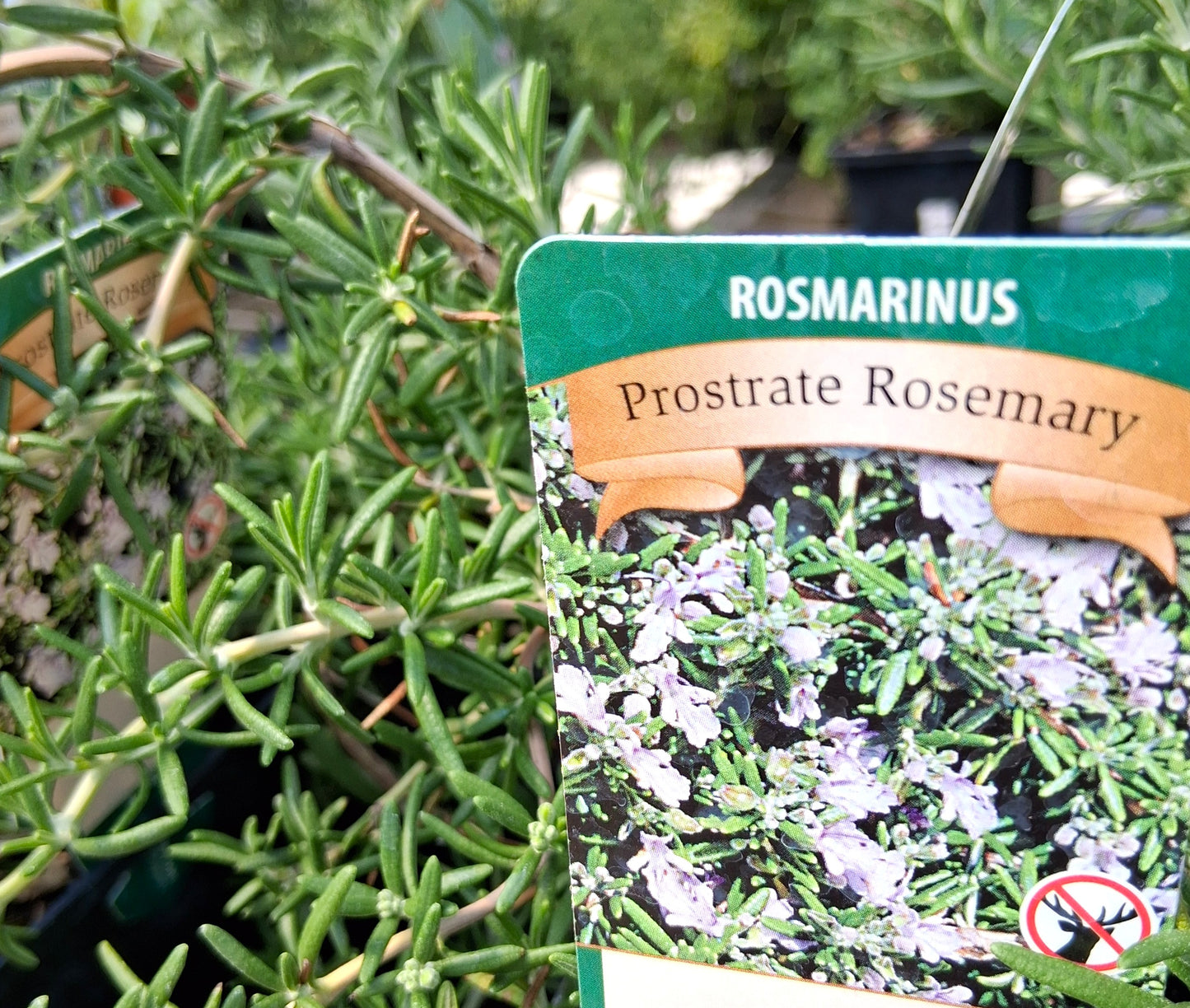 Prostrate Rosemary - Creeping / Trailing - Rosmarinus Officinalis Prostratus Herb Plant - 4 inch pot