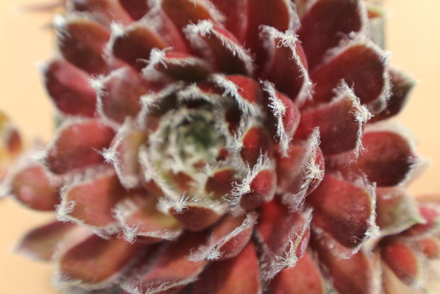 Ginnie's Delight Succulent Hen & Chicks Sempervivum Plant - 4 inch pot