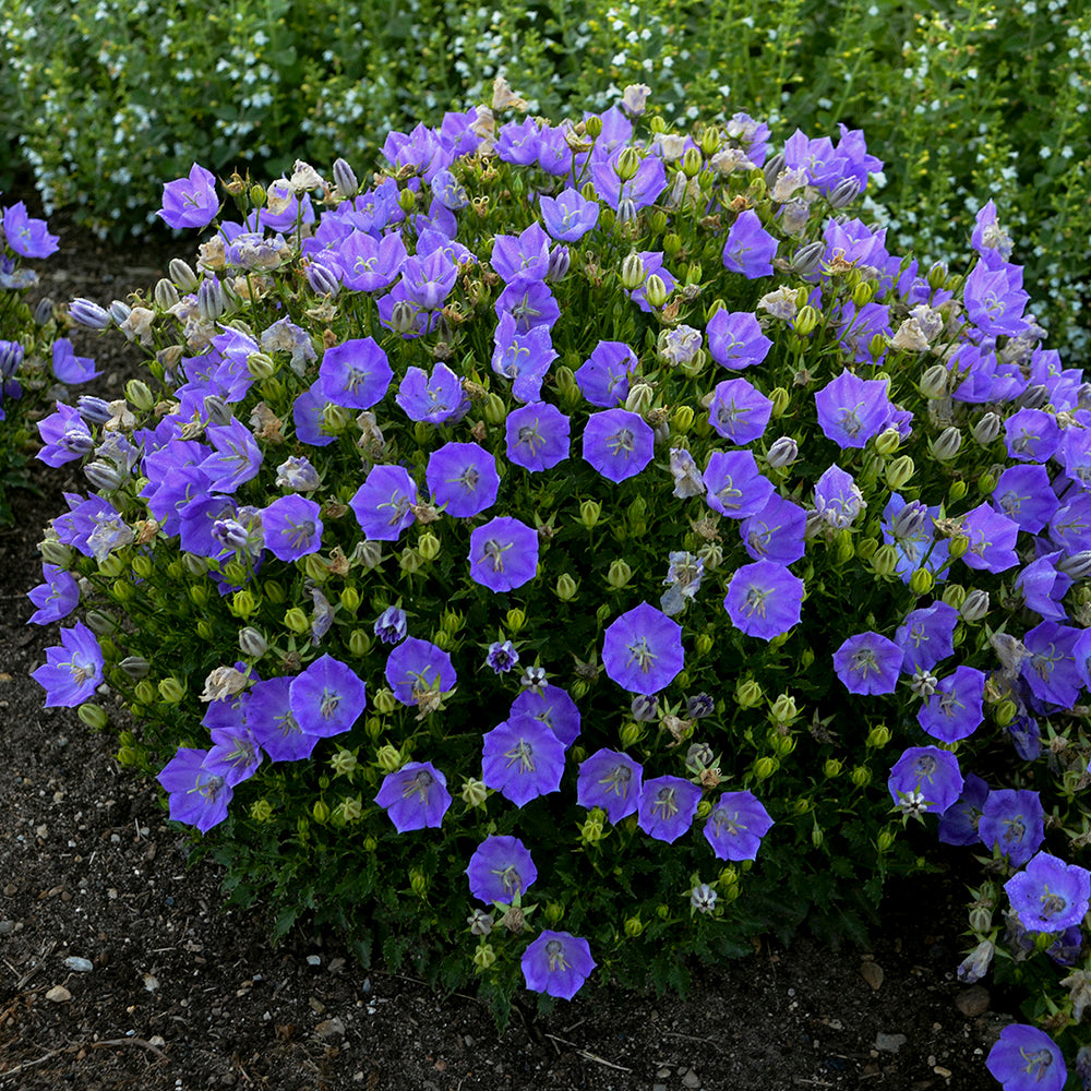 Rapido Blue Bellflower - Campanula Carpatica Plant - 4" pot