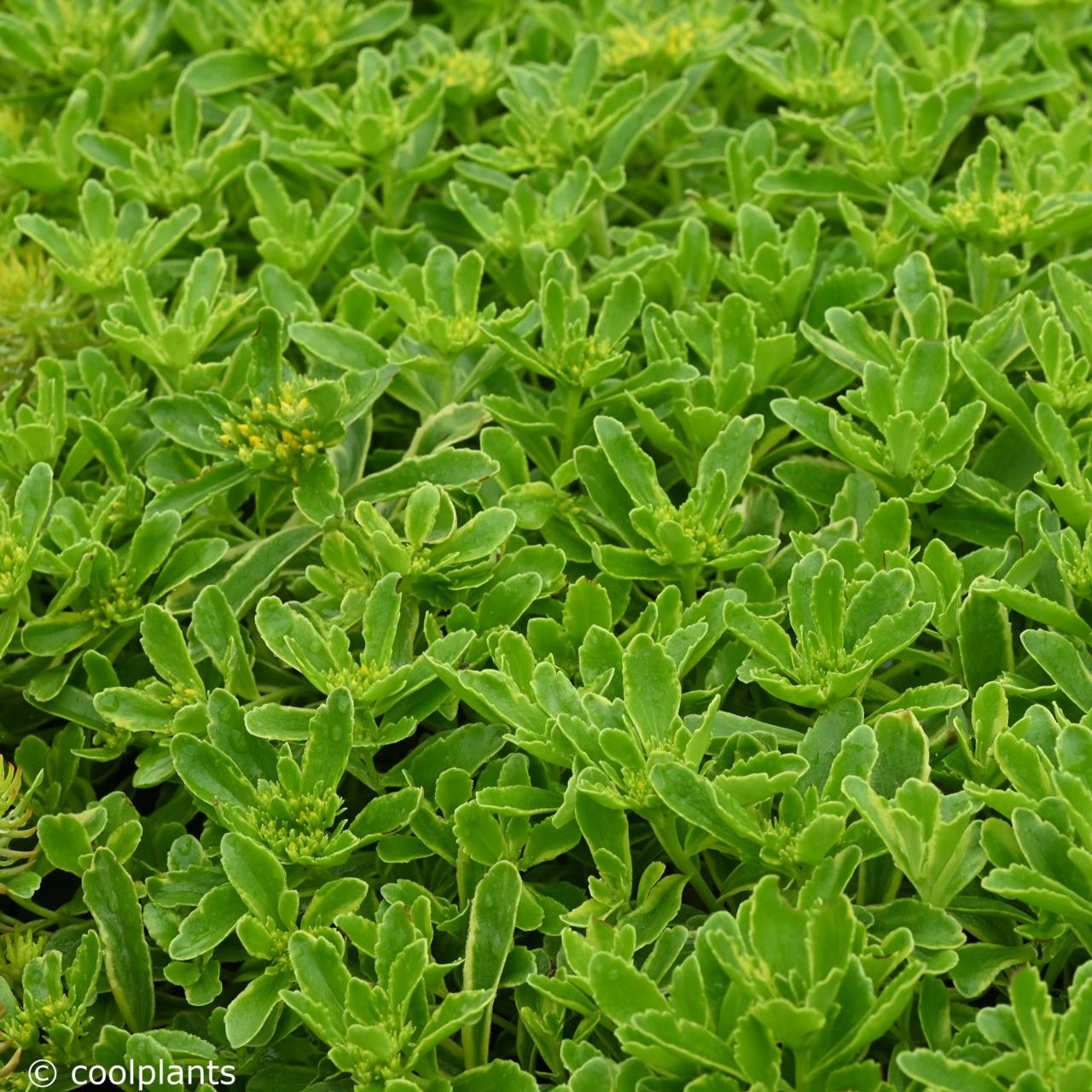 Cutting Edge Succulent - Variegated Stonecrop Sedum Succulent Plant - 4 inch pot