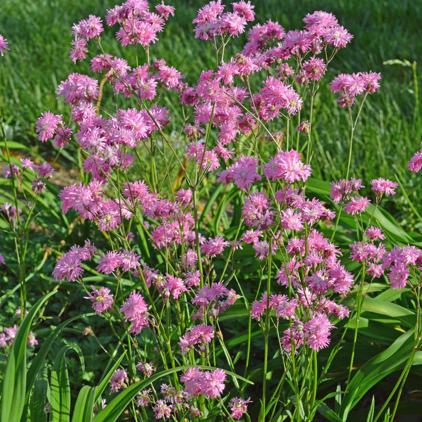 Petite Jenny Plant - Ragged Robin Plant - Lychnis Flos-Cuculi- 1 quart pot