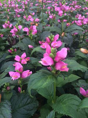 Tiny Tortuga Turtlehead - Chelone Obliqua Plant - 1 qt pot
