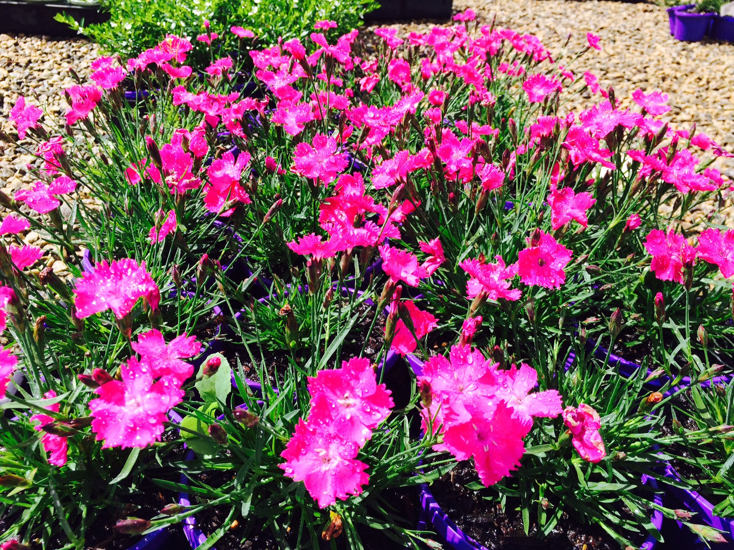 Kahori Dianthus Plant - aka Carnation or Sweet William Plant - 4 inch pot