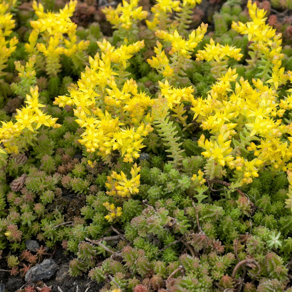 Sexangular Succulent - Stonecrop Sedum Plant aka Tasteless Stonecrop - 4 inch pot