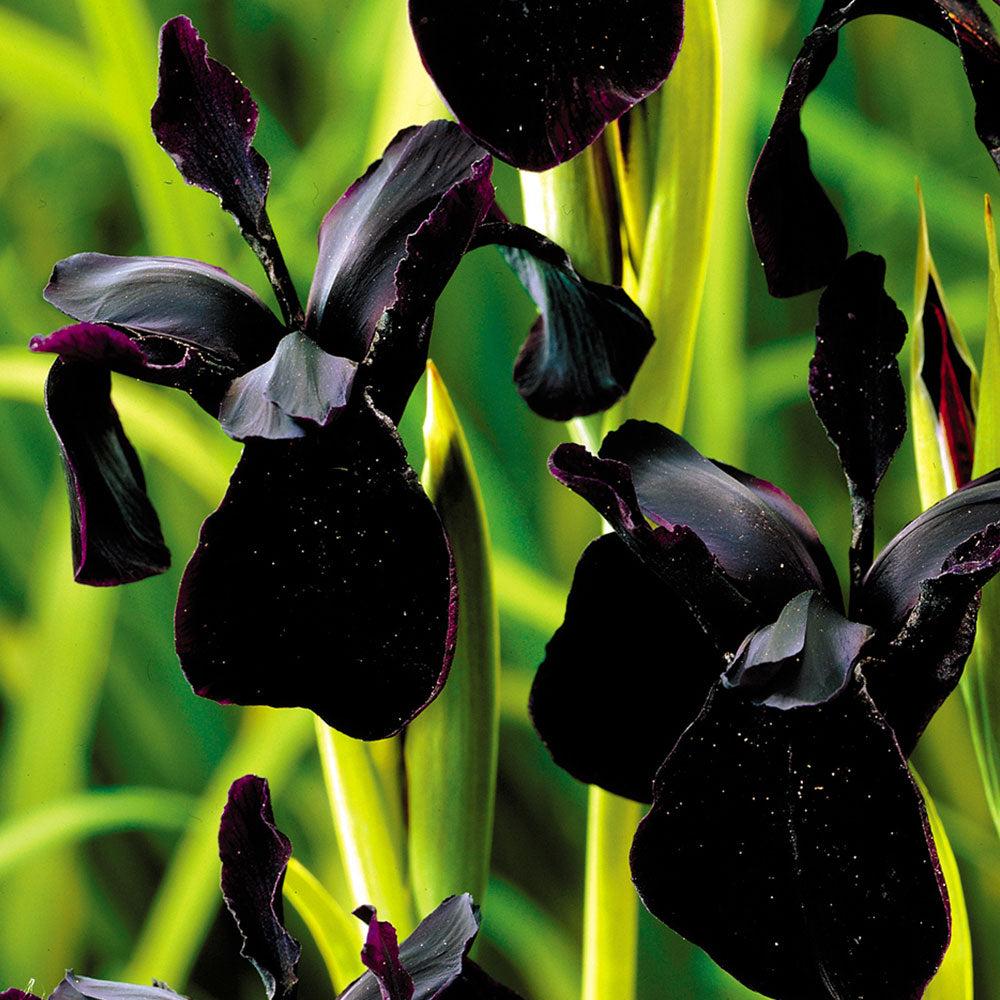 Black Form Siberian Iris Chrysographes Plant - 1 gallon pot