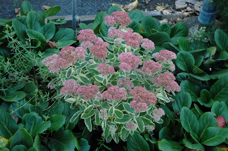 Sedum 'Autumn Charm' Variegated Sedum, 1 Gallon Pot Live Plant
