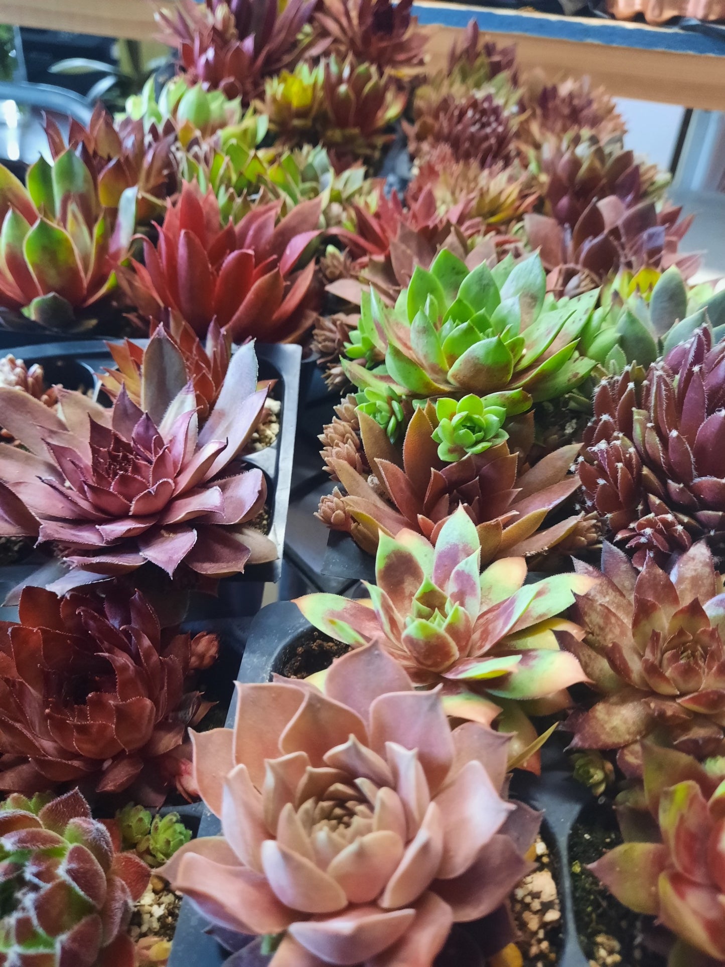 Cold Hardy Succulents – Assorted Sempervivum (2” Size)