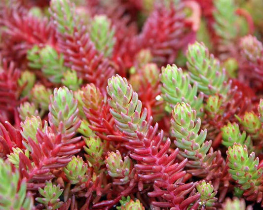 Red Wiggle Succulent - Stonecrop Sedum Plant - 4 inch pot
