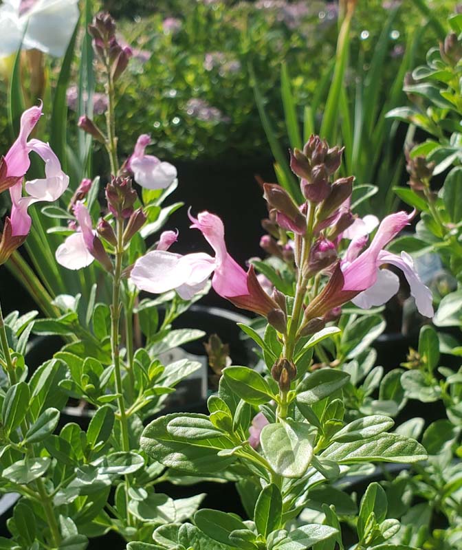 Soft Pink Sage Plant | Salvia greggii | Pink Flowering Hummingbird Perennial