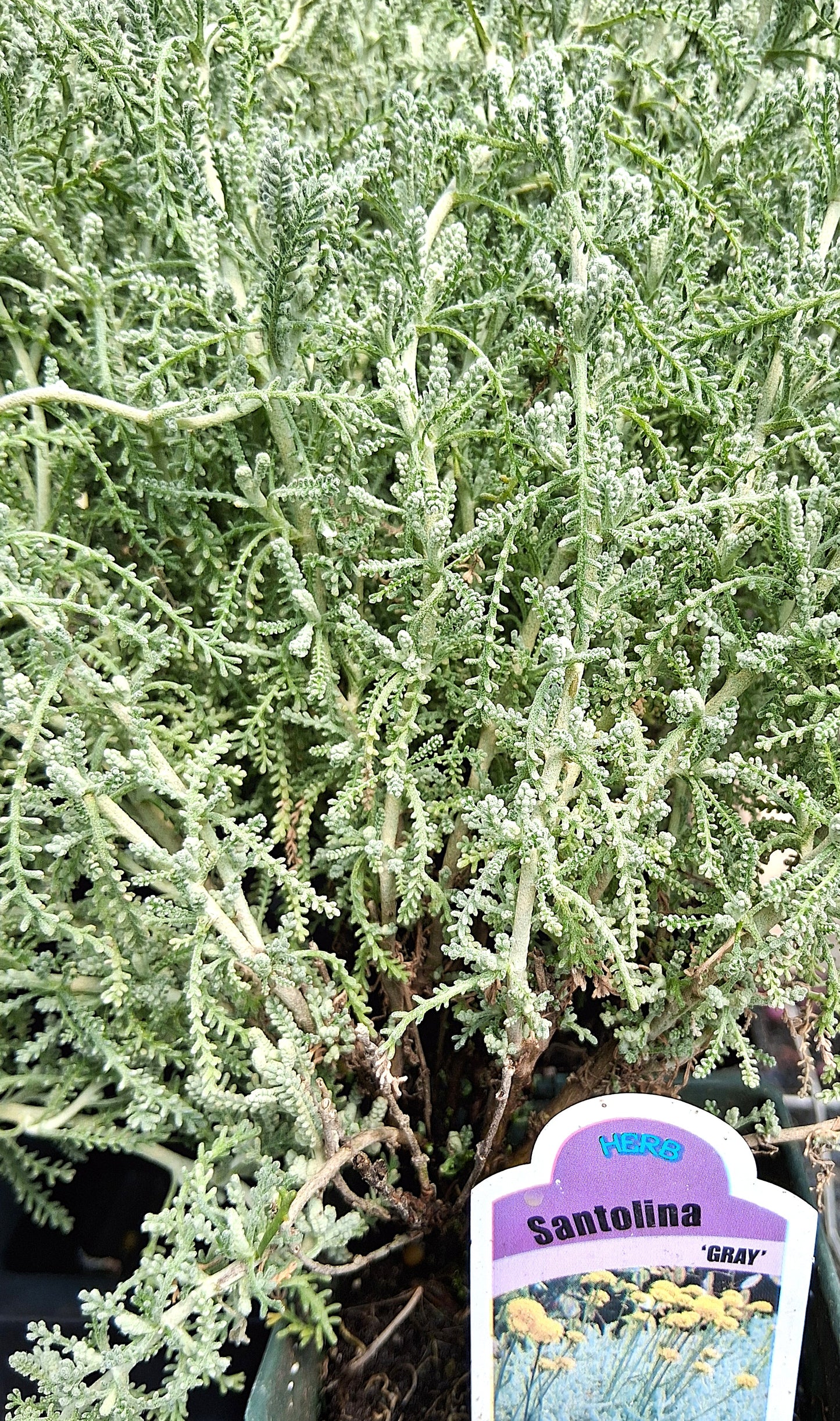 Gray Santolina - Lavender Cotton Santolina Chamaecyparissus Herb Plant - 4 inch pot