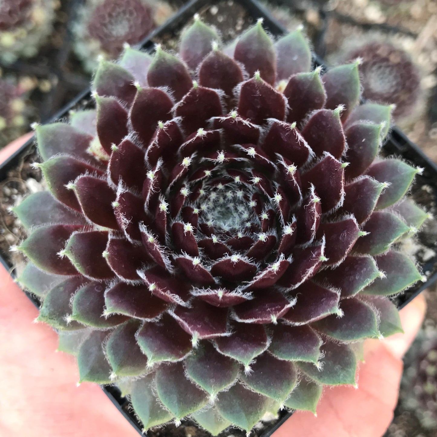 Ginnie's Delight Succulent Hen & Chicks Sempervivum Plant - 4 inch pot