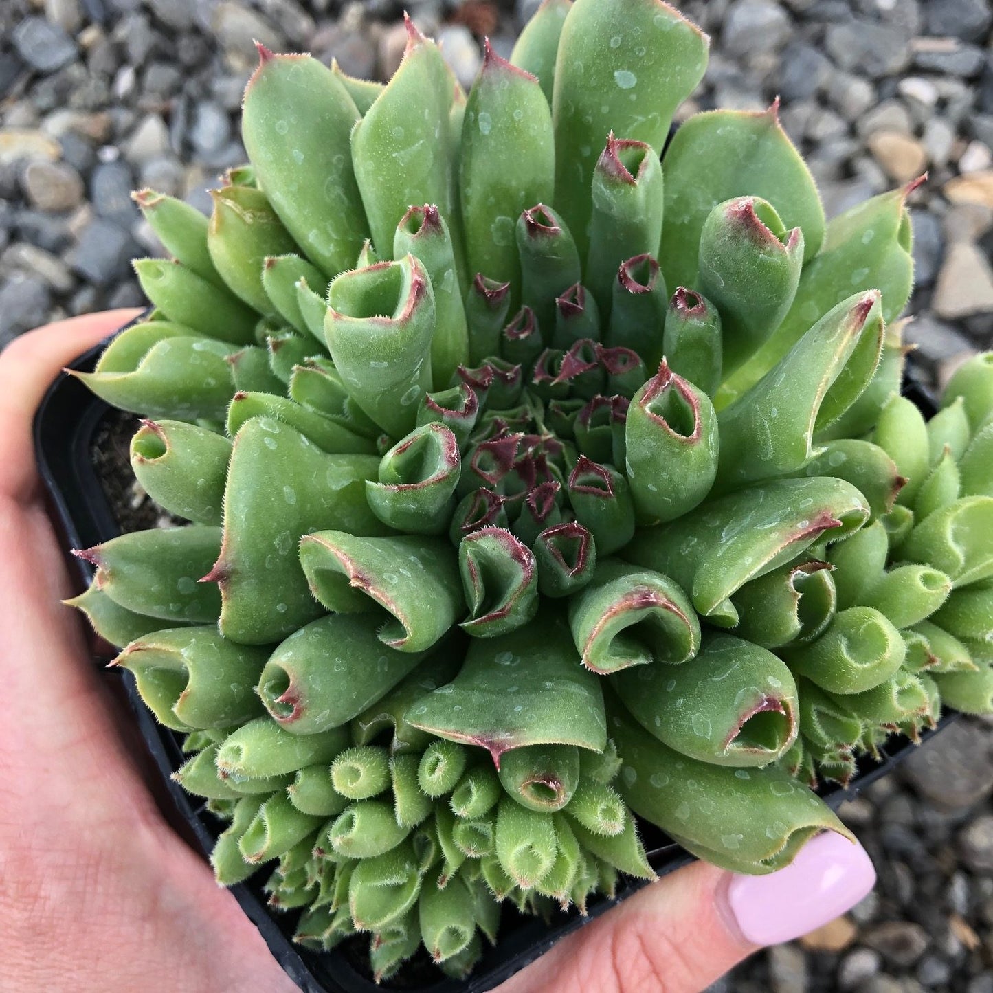 Oddity Succulent - Hens & Chicks Houseleek Sempervivum Plant - 4 inch pot