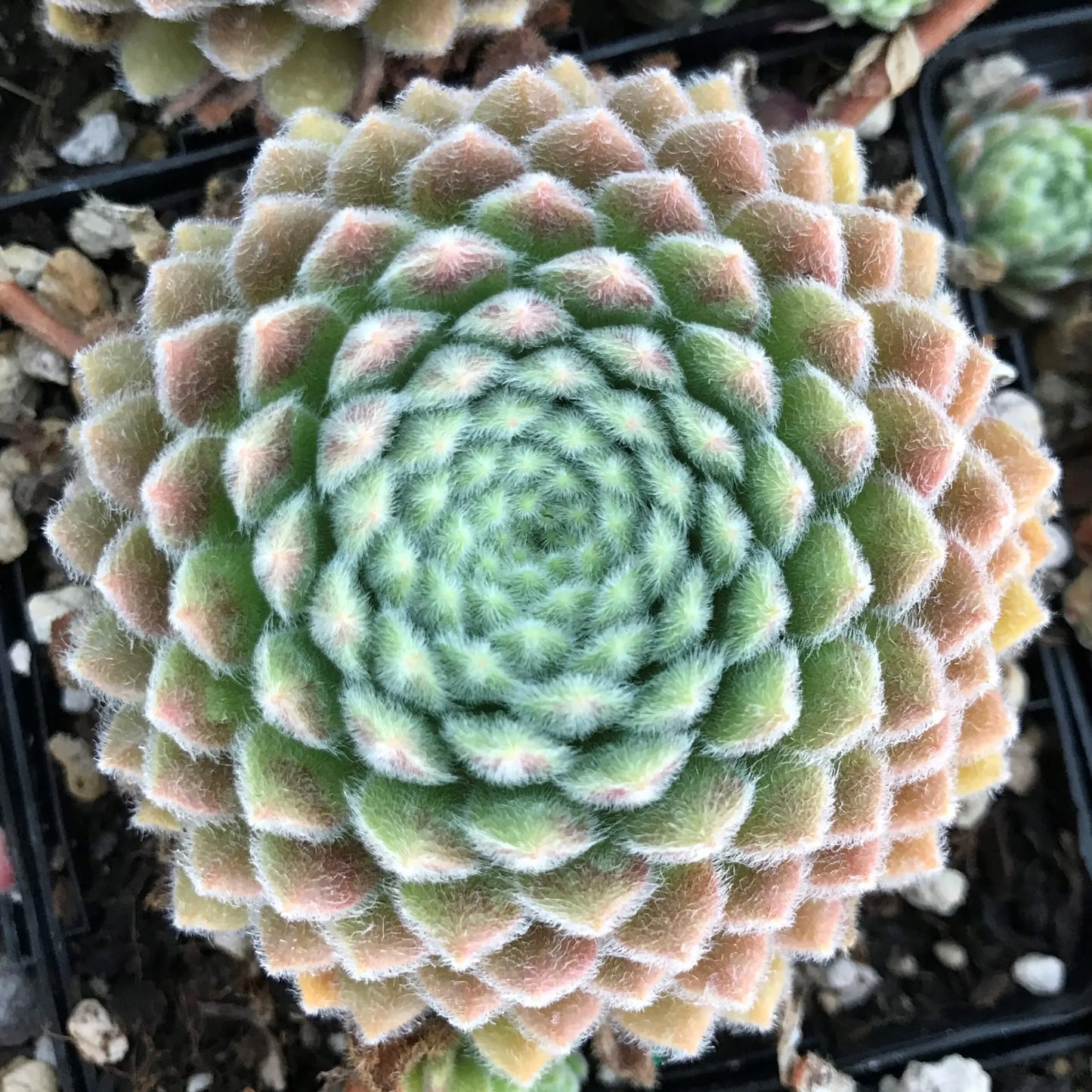 Pacific Plum Fuzzy Succulent - Hen and Chicks Sempervivum Plant - 4 inch pot