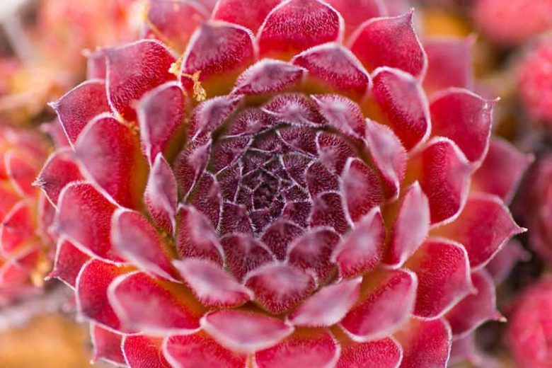 Red Rubin Succulent - Hens & Chicks Houseleek Sempervivum Plant - 4 inch pot