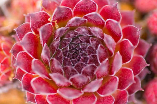 Red Rubin Succulent - Hens & Chicks Houseleek Sempervivum Plant - 4 inch pot