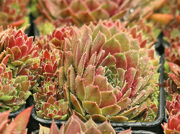 Rojin Succulent Hen & Chicks Sempervivum Plant - 4 inch pot