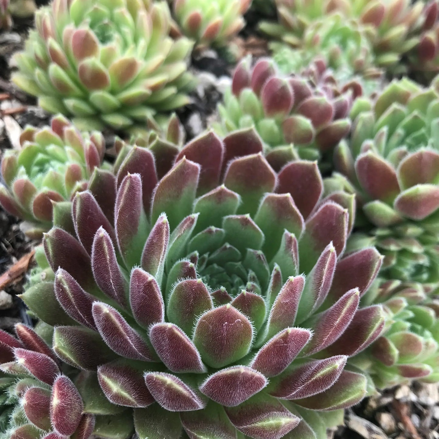 Spirit of 76 Succulent - Hens & Chicks Houseleek Sempervivum Plant - 4 inch pot