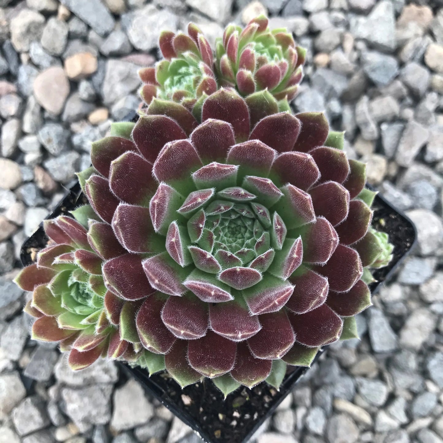 Spirit of 76 Succulent - Hens & Chicks Houseleek Sempervivum Plant - 4 inch pot