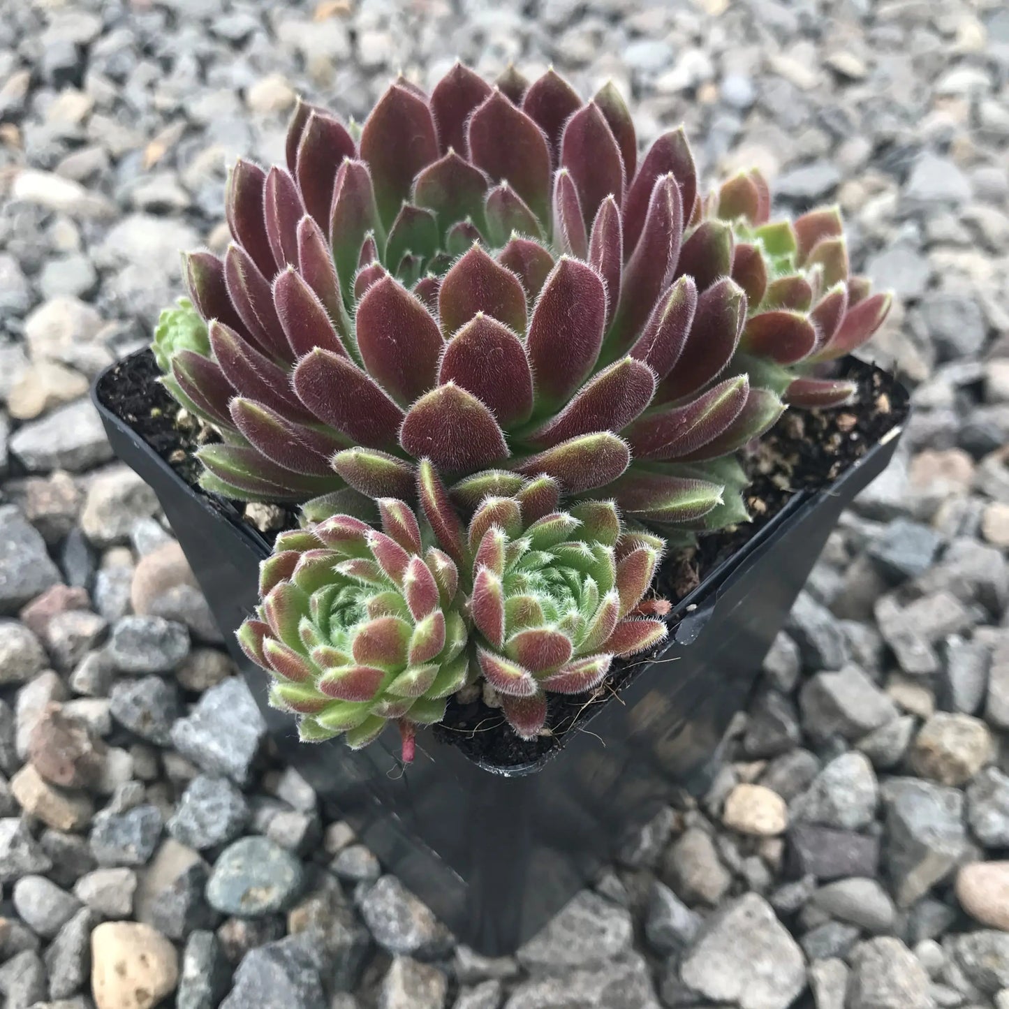 Spirit of 76 Succulent - Hens & Chicks Houseleek Sempervivum Plant - 4 inch pot