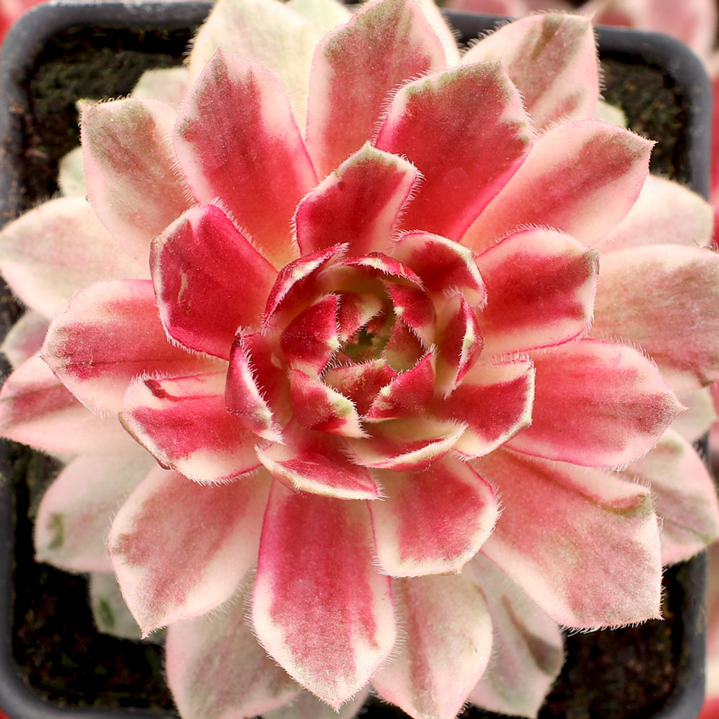 Lotus Blossom Succulent Hen and Chicks Sempervivum Plant by Chick Charms® - 4 inch pot