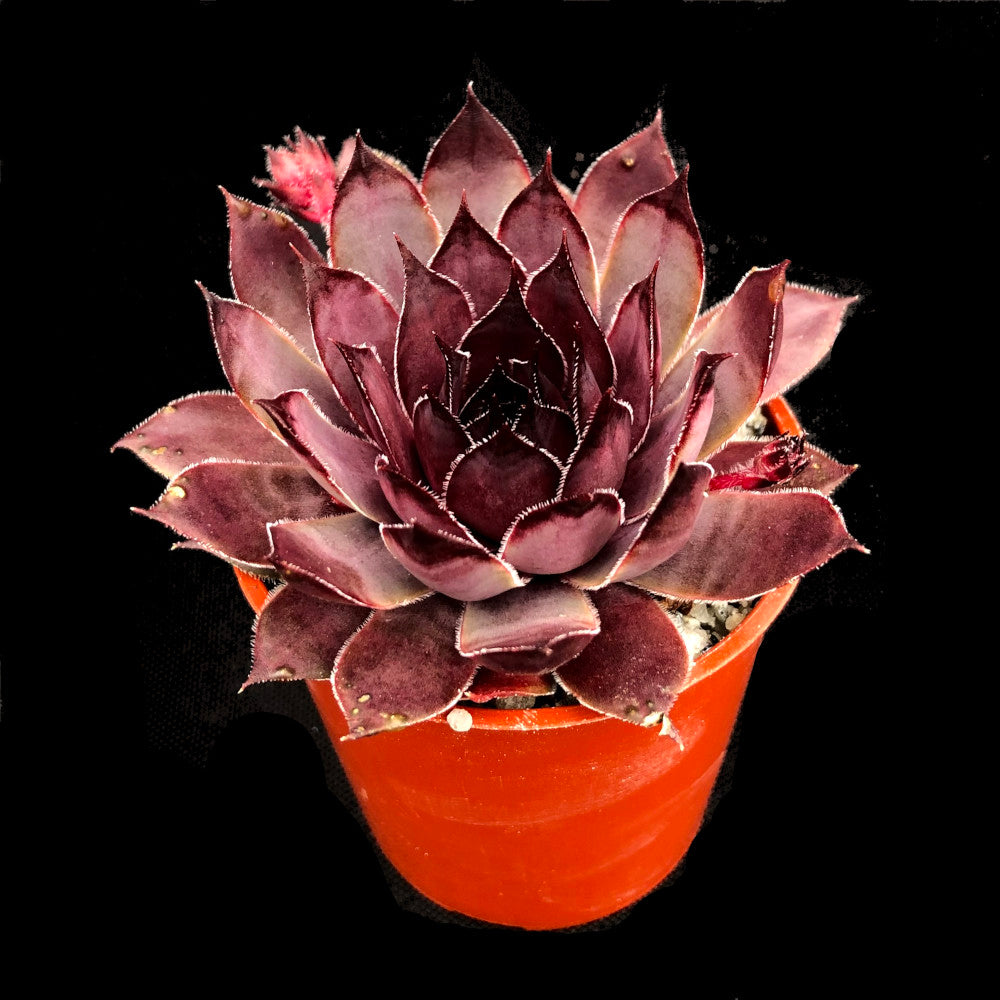 Virgil Succulent shown in an orange pot. Virgil succulents, like all succulents, should be planted in unglazed pots to help prevent it from retaining water.
