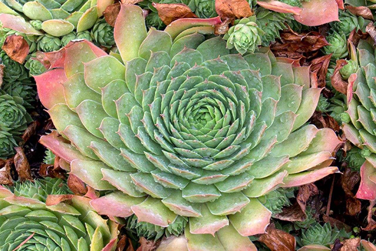 Sempervivum 'Silver King' Hens & Chicks, 4" Pot Live Plant