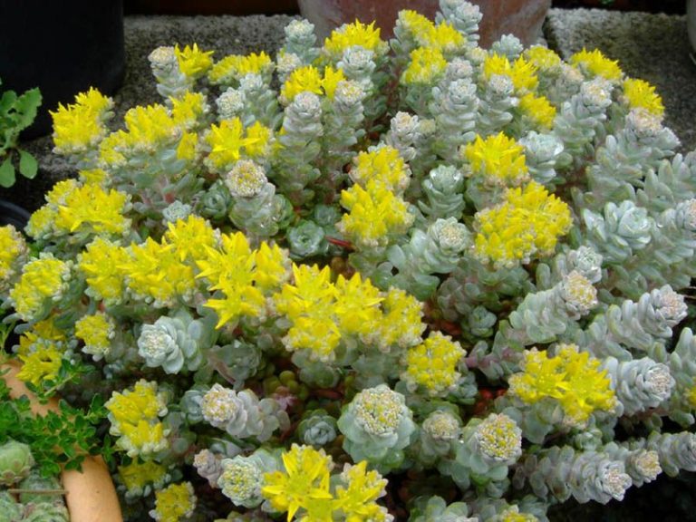 Cape Blanco Stonecrop Sedum Succulent Plant - 4 inch pot