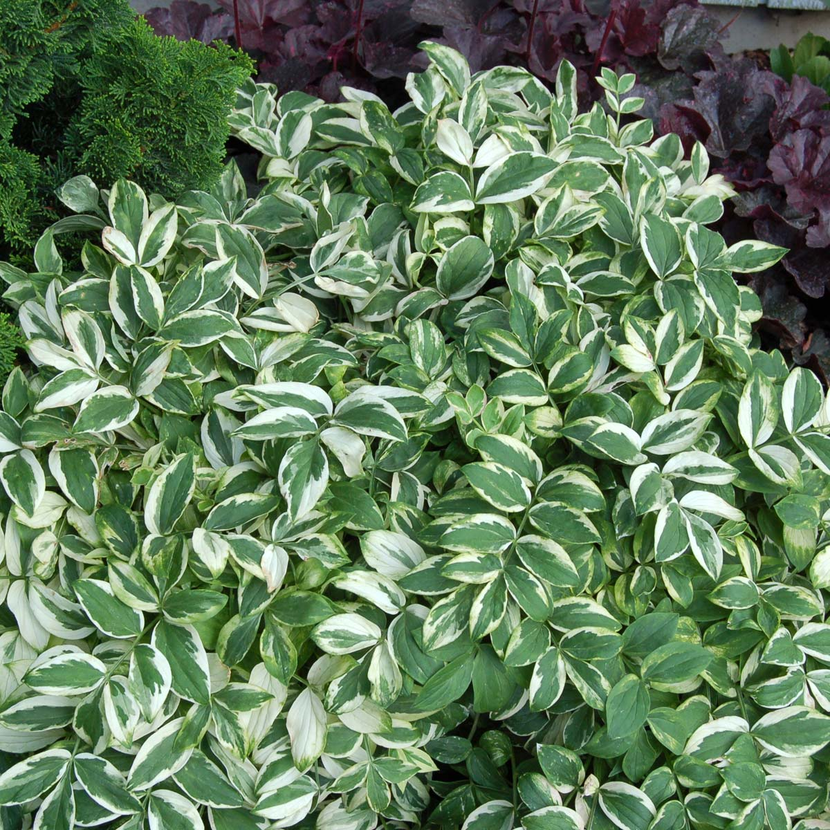 Stairway to Heaven Jacobs Ladder - Polemonium Reptans Pink-Toned Variegated Plant - 1 gallon pot