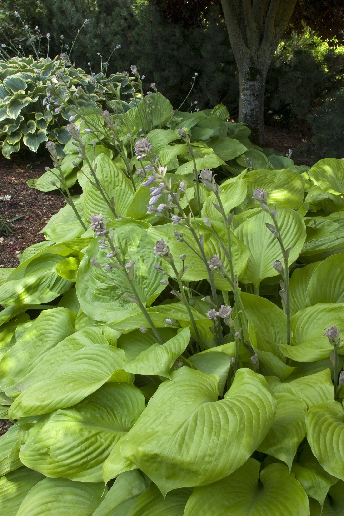 Plantain Lily Sum and Substance Hosta Plant - 1 gallon pot