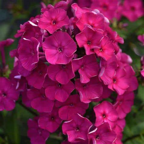 Super Ka-Pow™ Garden Phlox Fuchsia Pink flowers bring amazing color into your garden or landscaping. Bring bees and butterflies to your yard from late spring to late summer.