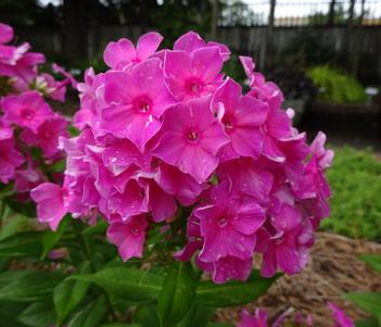 Super Ka-Pow™ Garden Phlox Fuchsia is a perennial that can be expected to live for up to 10 years. Garden Phlox Fuchsia is not particular as to soil type or pH. It is highly tolerant of urban pollution and will thrive in inner city environments. Plant in a container on your balcony for a fantastic spot of color and frangrance.