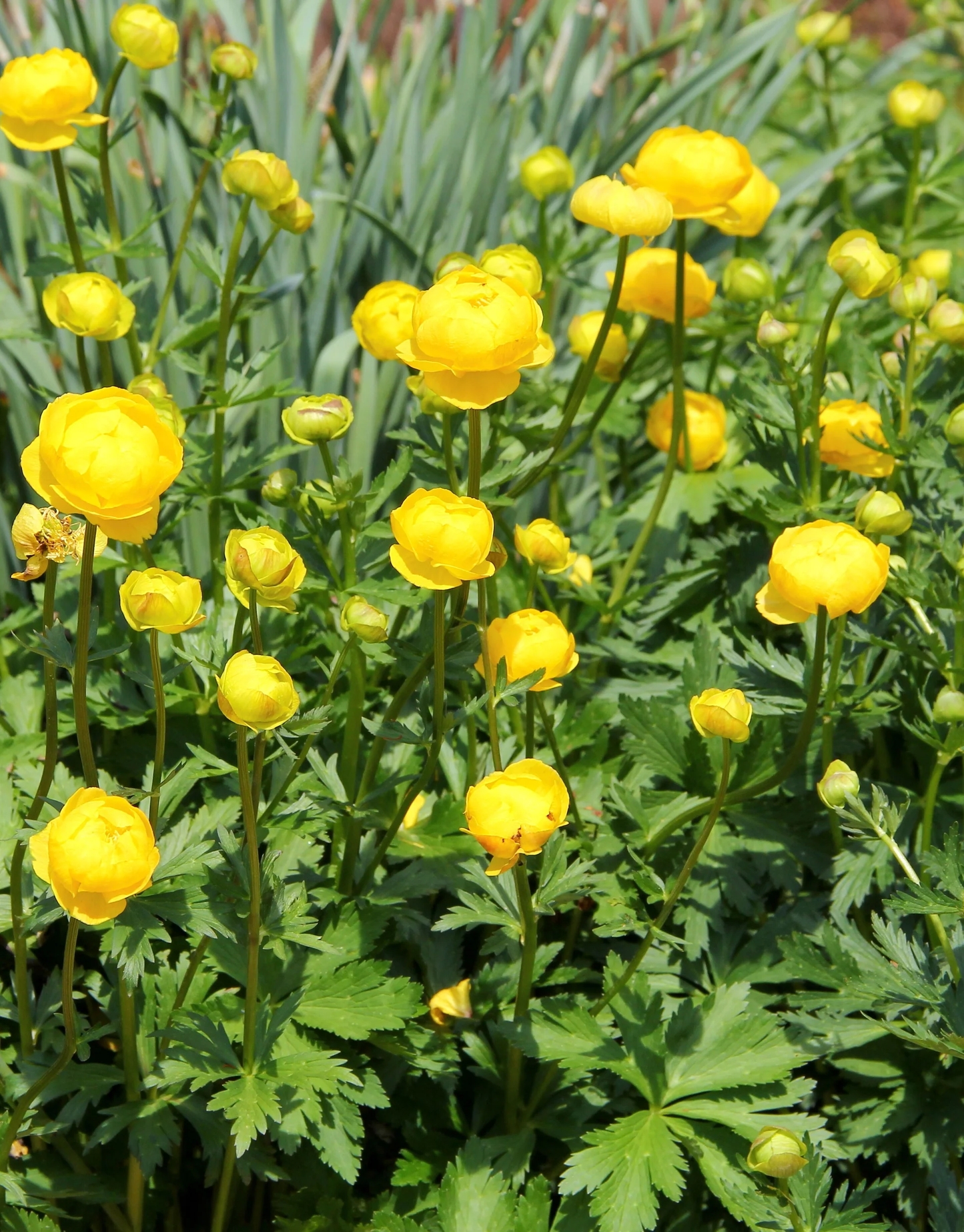 Superbus Yellow Globe Flower - Trollius Europaeus Plant - 1 gallon pot