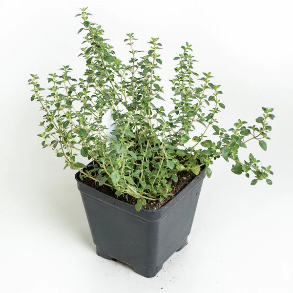 English Thyme Herb Plant - 4 inch pot