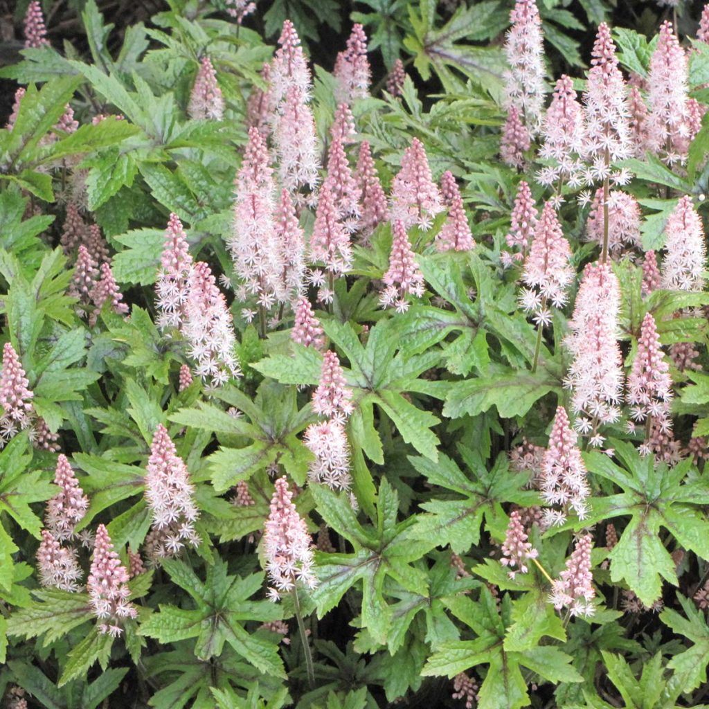 Pink Skyrocket Foamflower Tiarella Plant - 1 quart pot