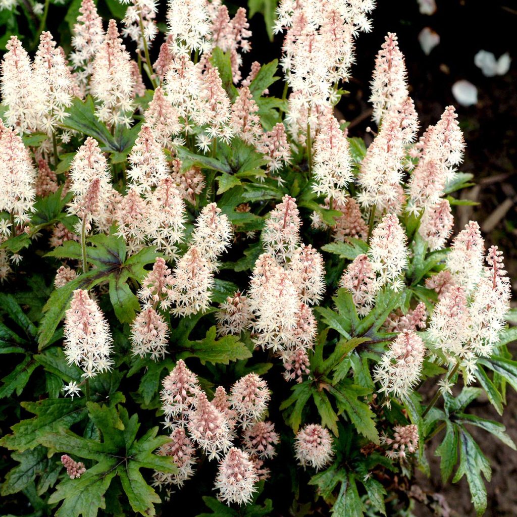 Pink Skyrocket Foamflower Tiarella Plant - 1 quart pot