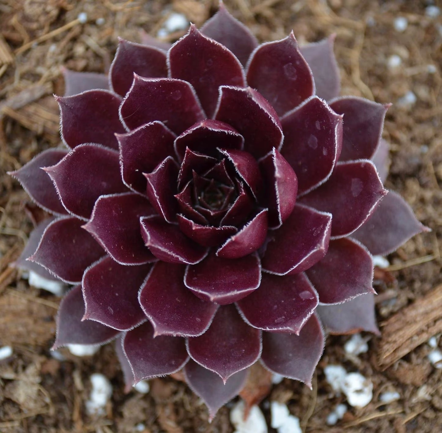 Pacific Shadows Sempervivum, Purple Red Succulent, 4" Pot Live Plant
