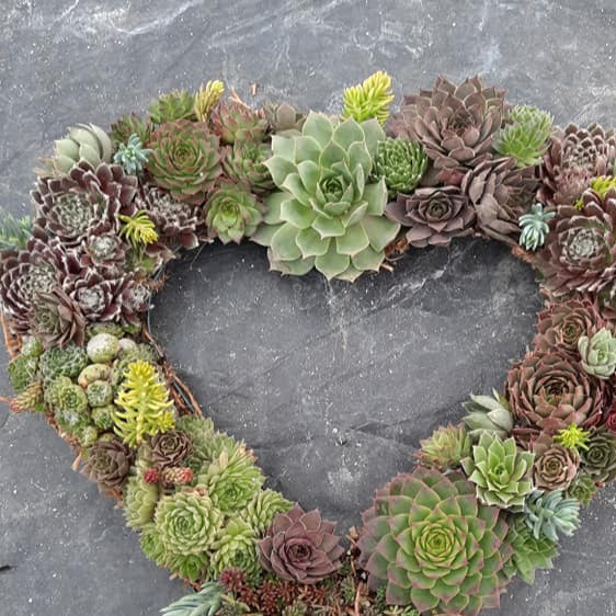 Gift a Romantic Living Wreath for Valentine's Day made on burlap frame with Cold Hardy Succulents.