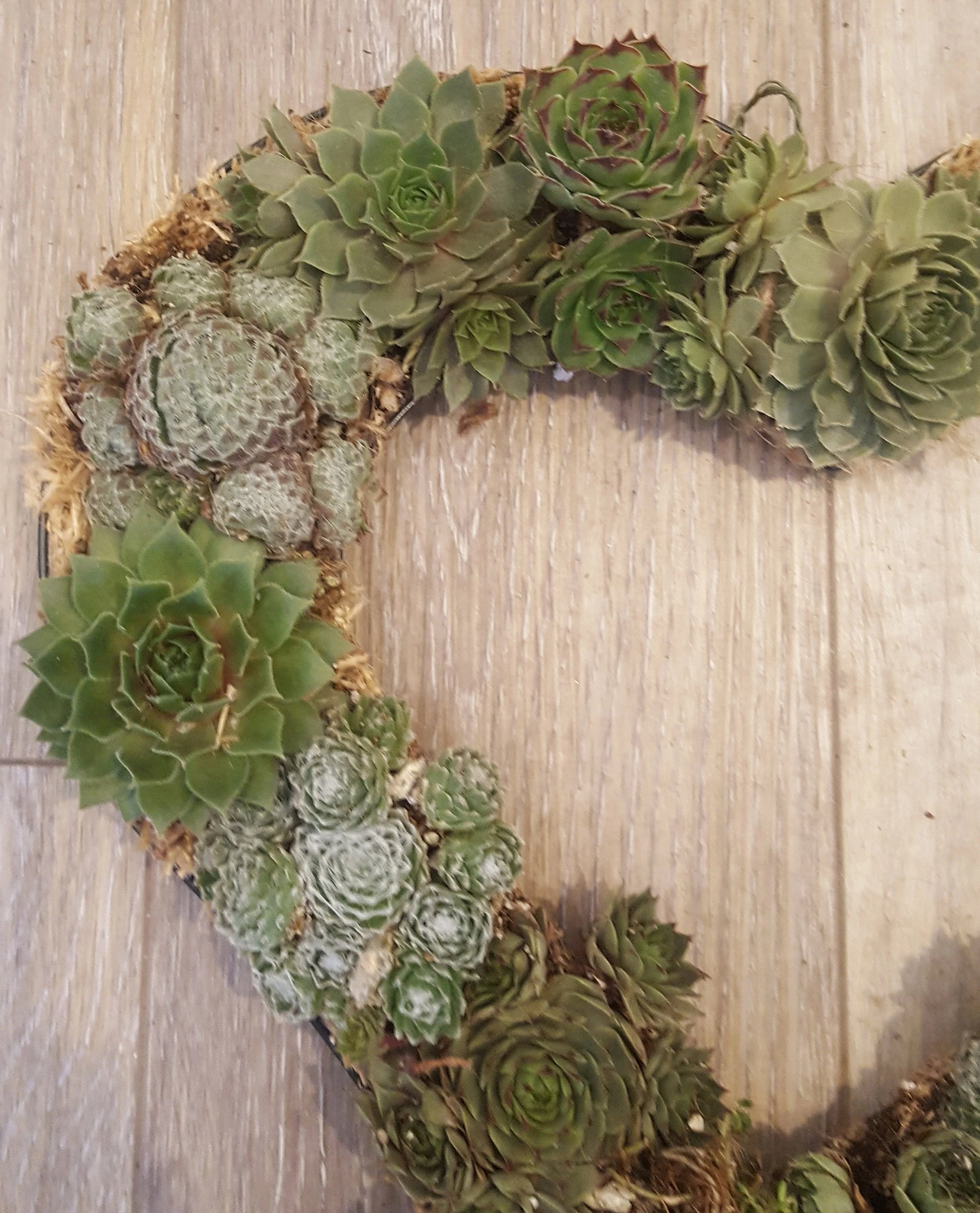 Close up of left side of Valentine's Day Living Succulent Wreath. This is what it looks like when it's first put together, with young succulents weaved onto a burlap frame. As the weather warms and the succulents grow, it will fill out and the colors will become more vibrant.
