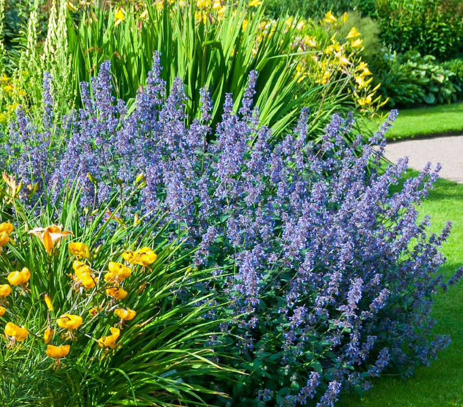 Walker's Low Catmint - Indigo Blue Nepeta Racemosa Plant - 1 qt pot