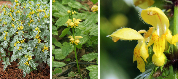 Yellow Archangel - Golden Dead Nettle - Herman's Pride - Lamiastrum Galeobdolon Variegatum Plant - 4 inch pot