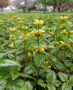 Yellow Archangel - Golden Dead Nettle - Herman's Pride - Lamiastrum Galeobdolon Variegatum Plant - 4 inch pot