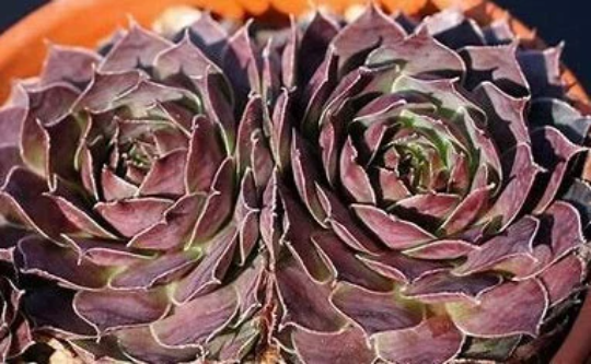 Achalur Succulent - Hens and Chicks Sempervivum Plant - 4 inch pot
