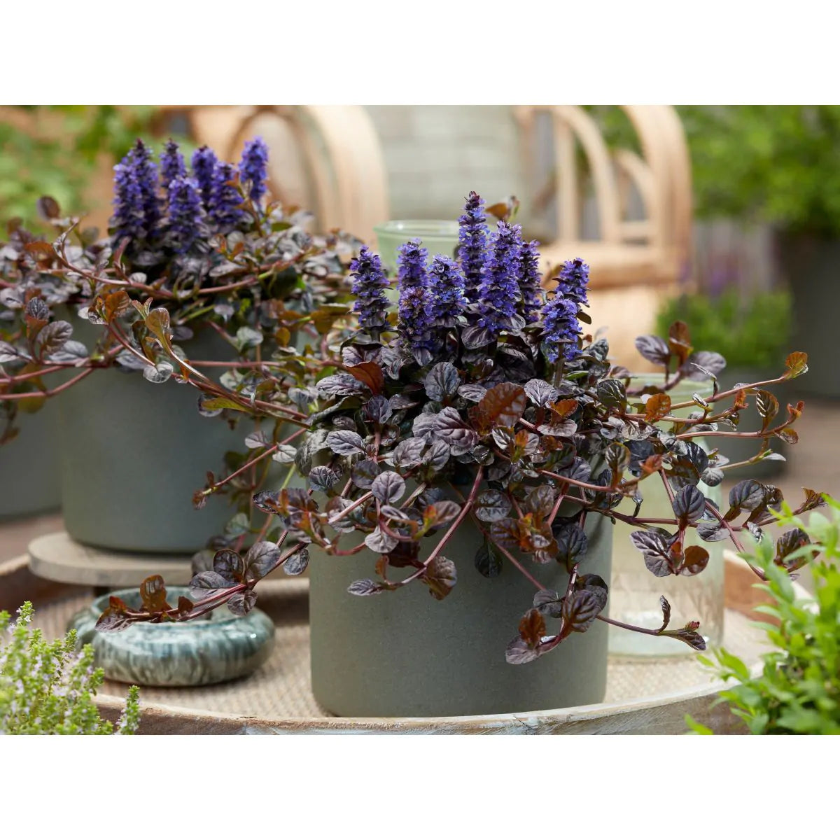 Fierce Falcon Ajuga is a plant so deep purple it's almost black. It makes a wonderful border plant in partial to full shade areas to fill out those shady areas.